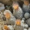 Escobaria sneedii   Cactus Lover