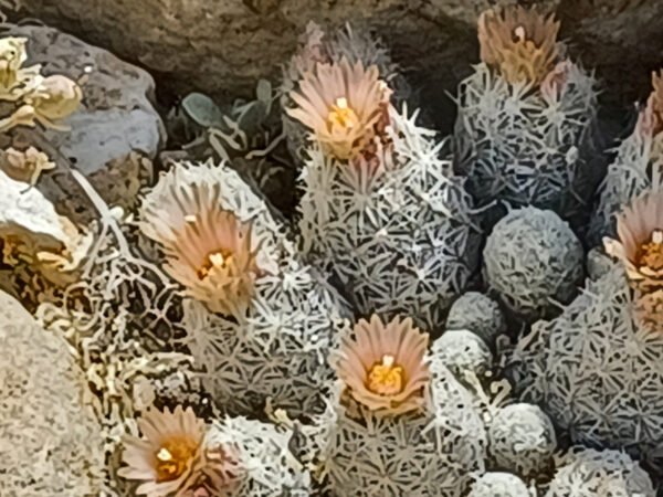 Escobaria sneedii   Cactus Lover