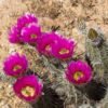 Echinocereus engelmannii ssp decumbens Cactus Lover