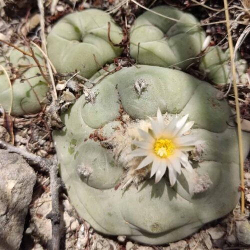 Lophophora diffusa