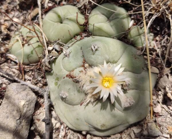 Lophophora diffusa