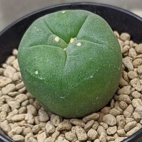 Lophophora diffusa subs. kubesae