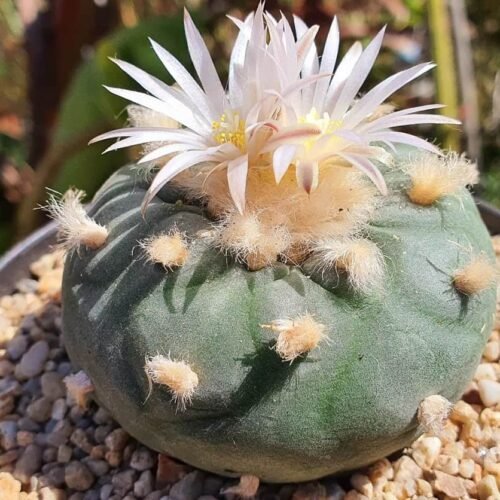 Lophophora diffusa var. koehresii