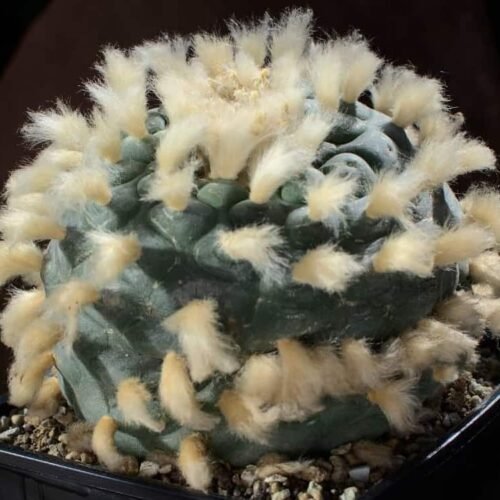 Lophophora diffusa var. swobodaiana