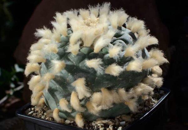 Lophophora diffusa var. swobodaiana