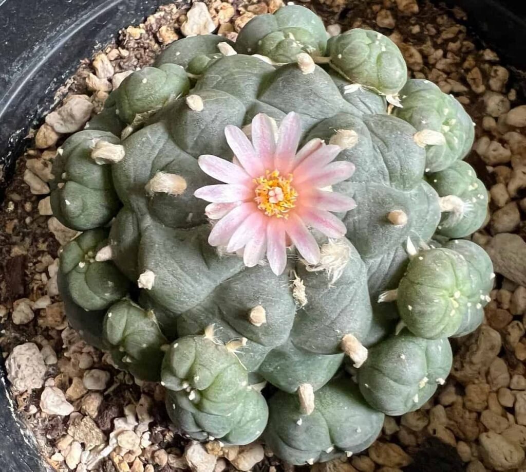 Lophophora williamsii