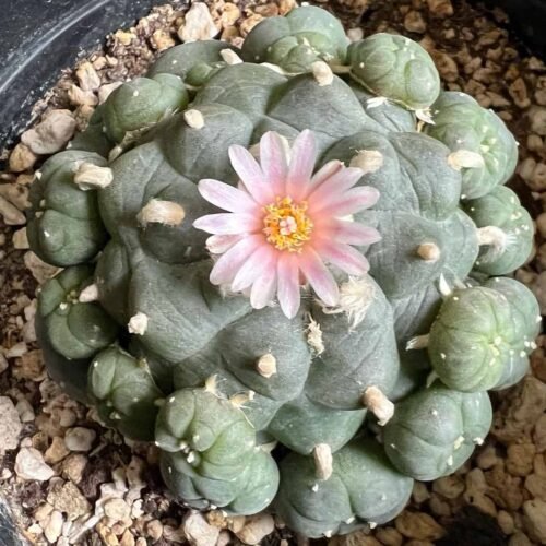 Lophophora williamsii