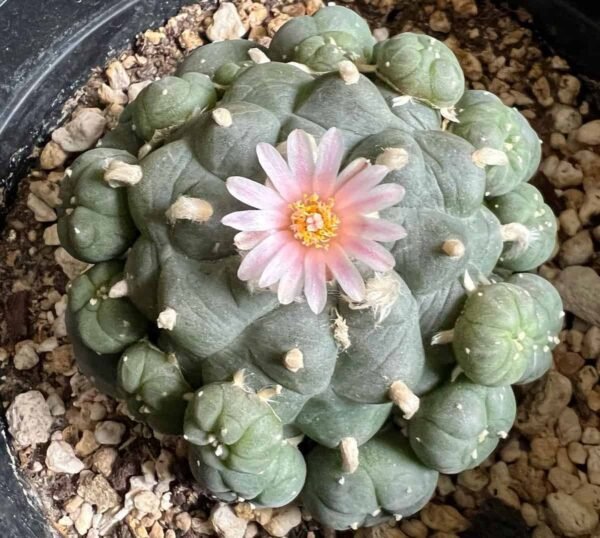 Lophophora williamsii