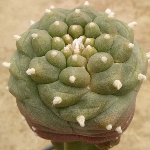 Lophophora williamsii cv. Kikko