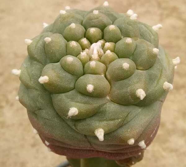 Lophophora williamsii cv. Kikko