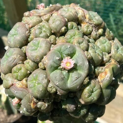 Lophophora williamsii var. caespitosa