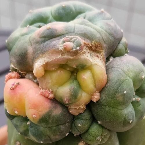 Lophophora williamsii var. caespitosa f. variegata