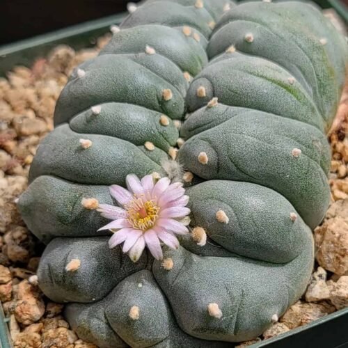 Lophophora williamsii var. cristata