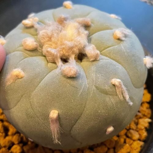 Lophophora williamsii var. fricii cv. Marbles