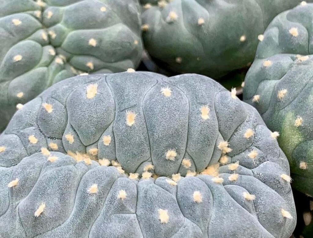 Lophophora williamsii var. fricii f. cristata