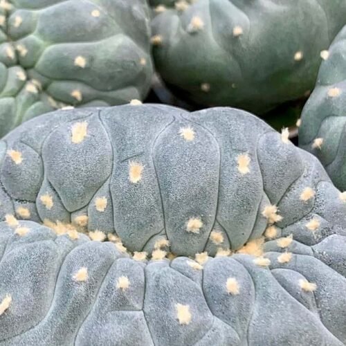 Lophophora williamsii var. fricii f. cristata