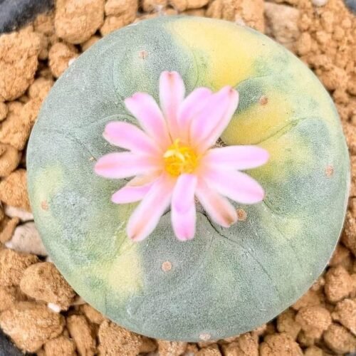 Lophophora williamsii var. fricii f. variegata