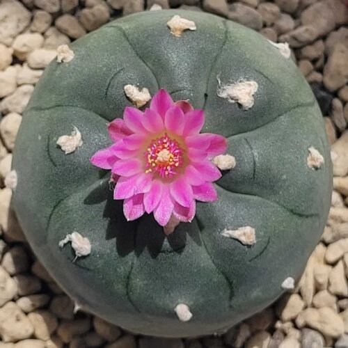 Lophophora williamsii var. jourdaniana