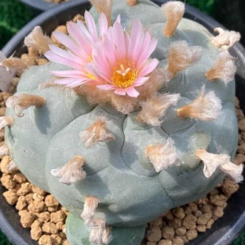 Lophophora williamsii var. texana