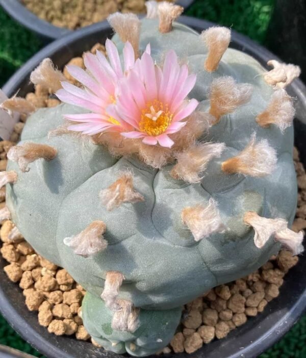 Lophophora williamsii var. texana