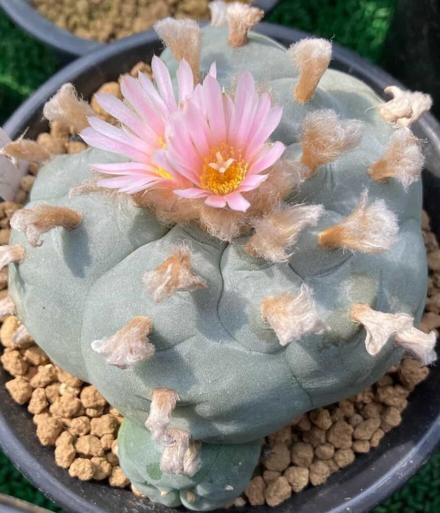 Lophophora williamsii var. texana