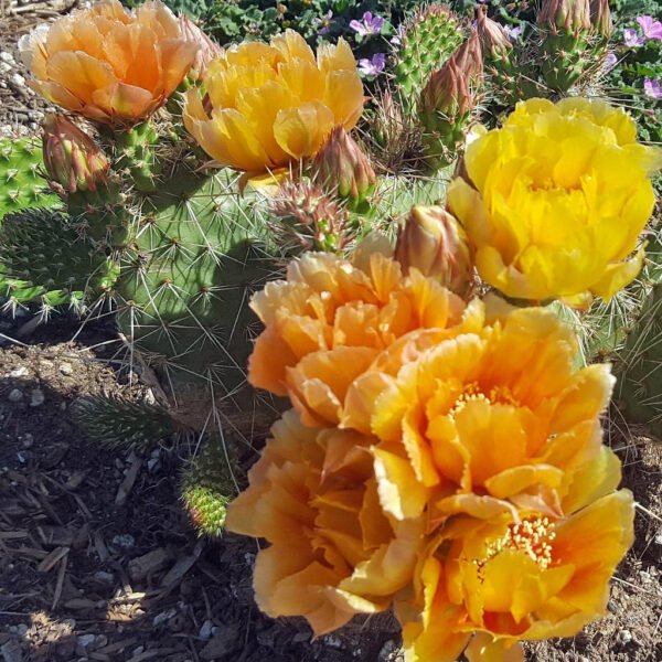 Opuntia polyacantha 'Nebraska Orange' Cactus Lover