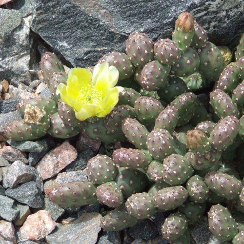 Opuntia fragilis (debreczyi) v. denuda (Potato Cactus) Cactus Lover