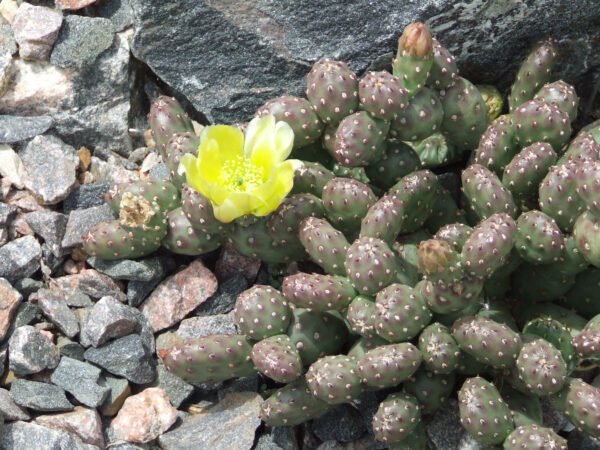 O.debreczeyi_Potato Opuntia fragilis (debreczyi) v. denuda (Potato Cactus) Cactus Lover
