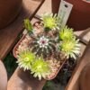 Echinocereus viridiflorus v. corellii Cactus Lover