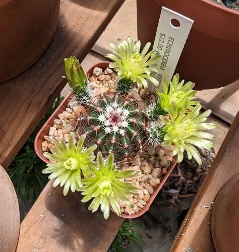 Echinocereus viridiflorus v. corellii Cactus Lover