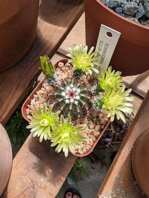 Echinocereus viridiflorus v. corellii Cactus Lover