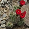 Echinocereus triglochidiatus Manzano Mtns., NM form Cactus Lover