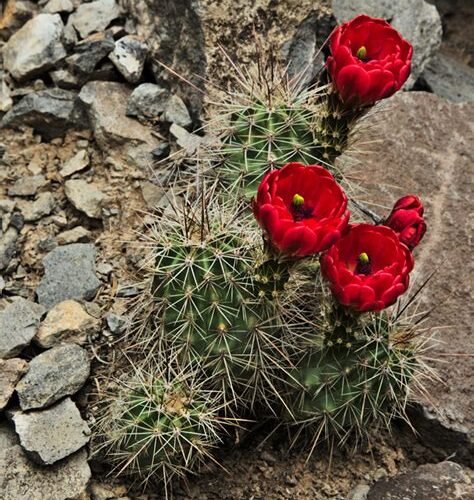 Echinocereus triglochidiatus Manzano Mtns., NM form Cactus Lover