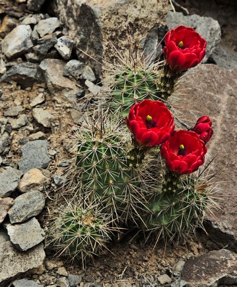 Echinocereus triglochidiatus Manzano Mtns., NM form Cactus Lover