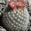 Escobaria orcuttii v koenigii Cactus Lover