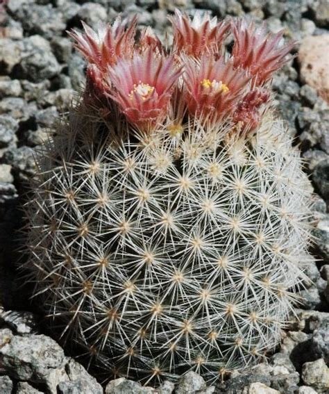Escobaria orcuttii v koenigii Cactus Lover