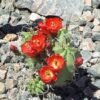 Echinocereus triglochidiatus hybrid 'White Sands' x mojavensis f. inermis Cactus Lover