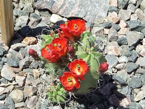 Echinocereus triglochidiatus hybrid 'White Sands' x mojavensis f. inermis Cactus Lover