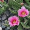 Opuntia 'Super Rutila' (Natural hybrid) Cactus Lover