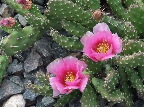 Opuntia 'Super Rutila' (Natural hybrid) Cactus Lover