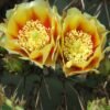 Opuntia phaeacantha 'Mesa Sky' Cactus Lover