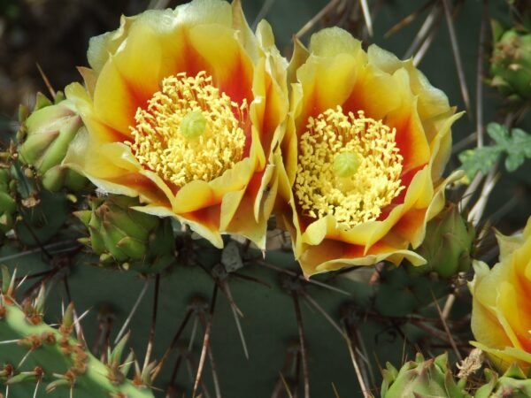 Opuntia phaeacantha 'Mesa Sky' Cactus Lover