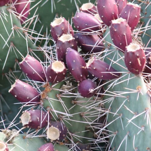 Opuntia phaeacantha 'Plum' Cactus Lover