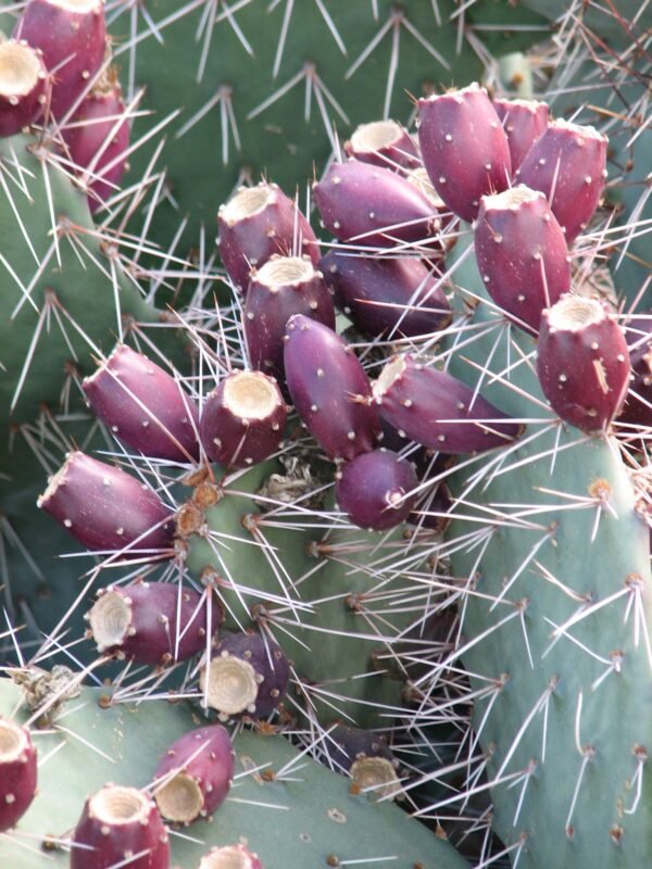 Opuntia phaeacantha 'Plum' Cactus Lover