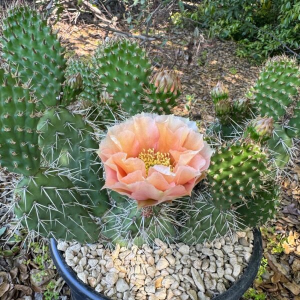 Opuntia rhodantha hybrid 'Grand Mesa Peach' Cactus Lover