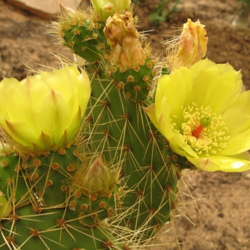 Opuntia polyacantha 'Bernalillo' Cactus Lover