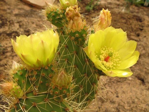 Opuntia polyacantha 'Bernalillo' Cactus Lover