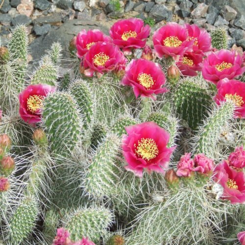 Opuntia polyacantha 'Taylor's Red' Cactus Lover