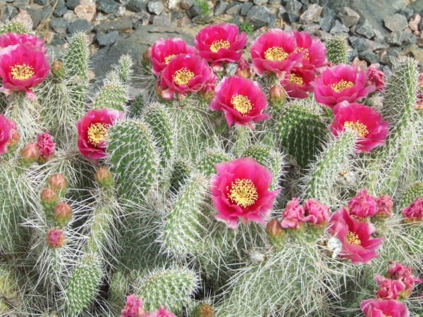 Opuntia polyacantha 'Taylor's Red' Cactus Lover