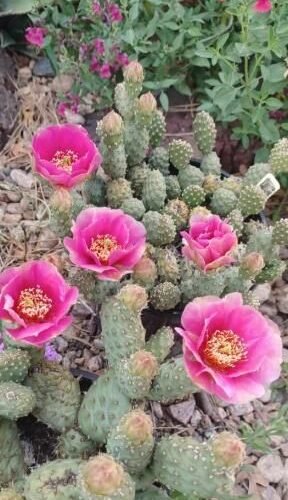 Opuntia debreczeyi 'Arches Deep Rose' Potato